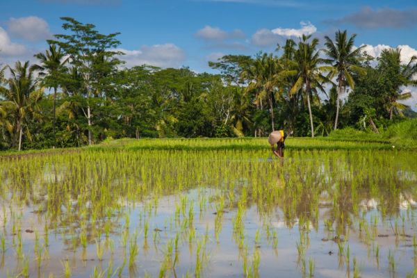 07_zaujimavosti_bali.jpg